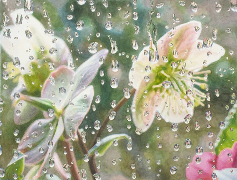 Aquarell: Weiße und rosa Christrosenblüten hinter einer Fensterscheibe voller Regentropfen.
