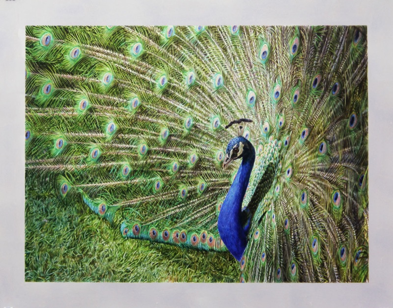 Aquarell: Ein Pfau mit blauem Hals schlägt sein grünes Rad mit vielen Augenflecken, er steht auf einer Wiese.