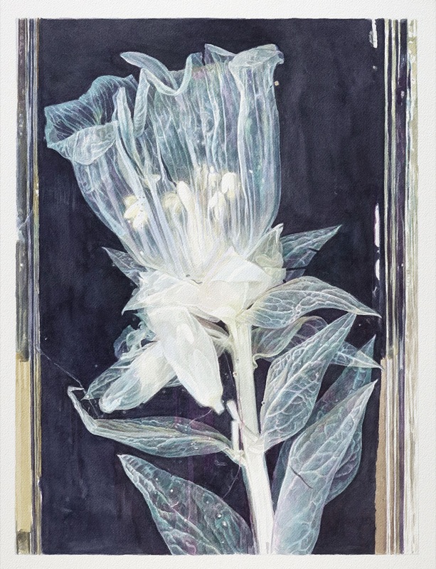 Aquarell: Eine durchscheinende Glockenblume mit Blättern und hellen Staubgefäßen vor dunkelviolettem Grund, links und rechts schmale Streifen.