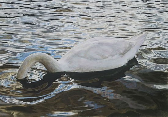 Aquarell: Ein weißer Schwan taucht seinen Kopf unter Wasser, die Wasseroberfläche schimmert mit Reflexen in Blau, Braun und Grau.
